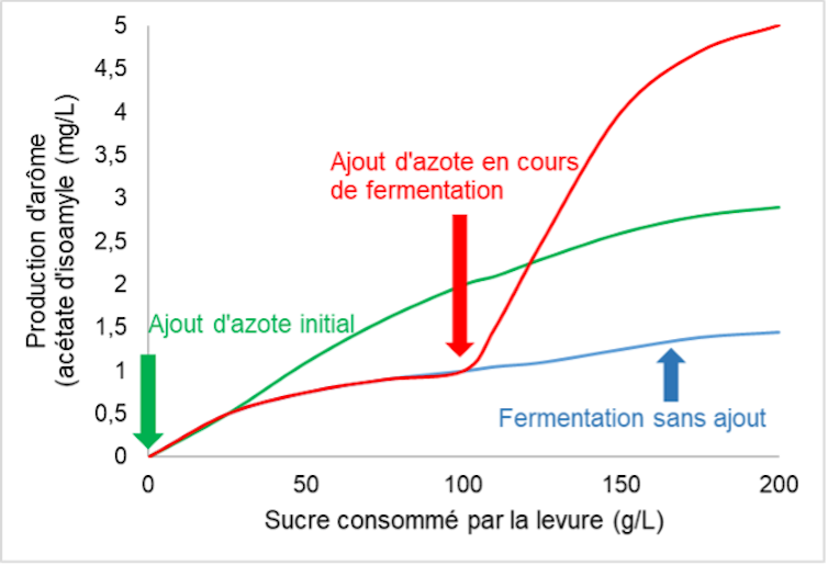 Impact de l’ajout d’azote sur la production d’arôme de banane (acétate d’isoamyle)